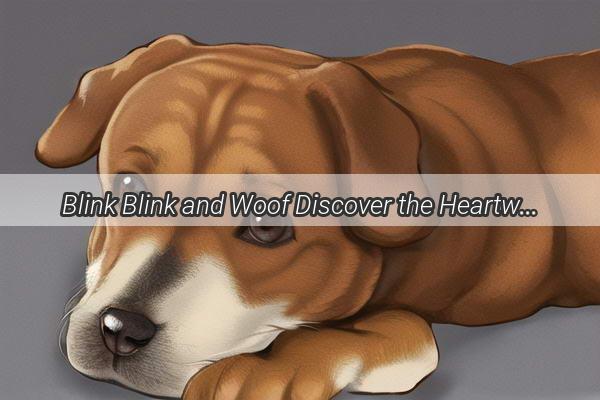 Blink Blink and Woof Discover the Heartwarming Tale Behind the Song Dogs Glare